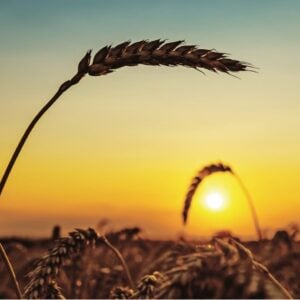 Naturaleza de la Pastoral Escolar