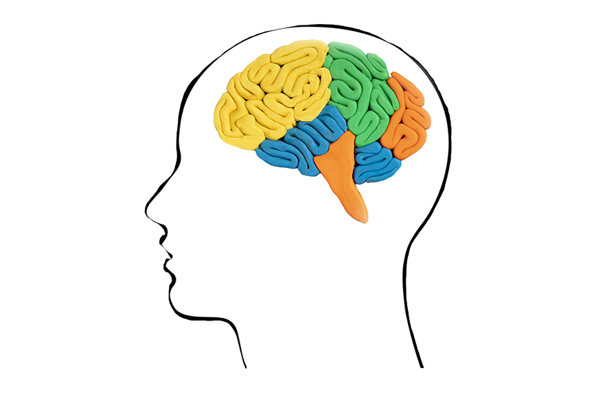 La importancia de la plasticidad cerebral en nuestros alumnos